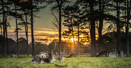 Phoenix Park in Dublin with deer and sun
